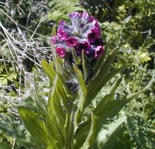 Hounds Tongue in Riparian Buffer Zone