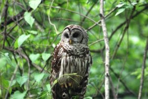 taraowl